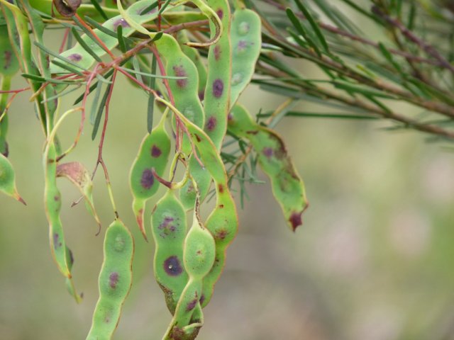 Wattle seeds